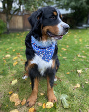 Load image into Gallery viewer, Birthday Boy Bandana - Reversible
